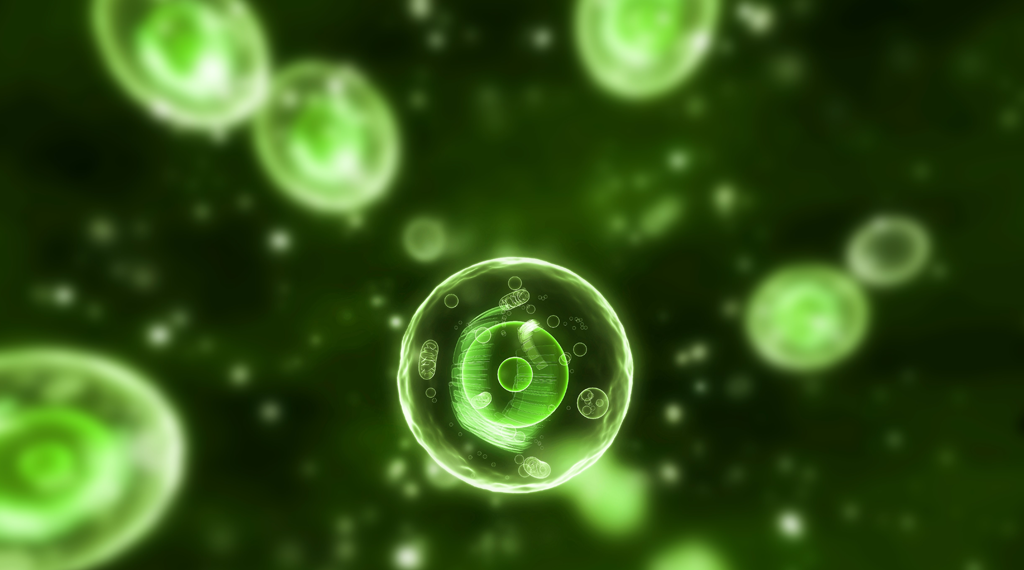 Mucopolisacaridosis (MPS)